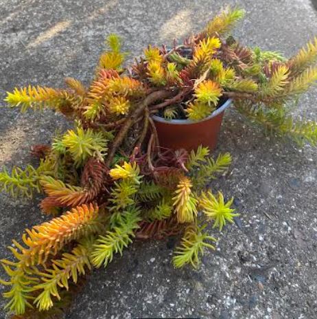Sedum sediforme - Orpin de Nice