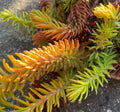 Sedum sediforme - Orpin de Nice