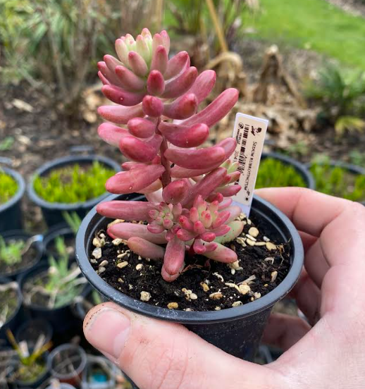 Sedum rubrotinctum 'Aurora' - Sedum