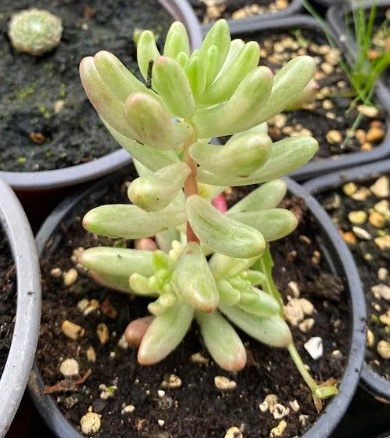Sedum rubrotinctum 'Aurora' - Sedum