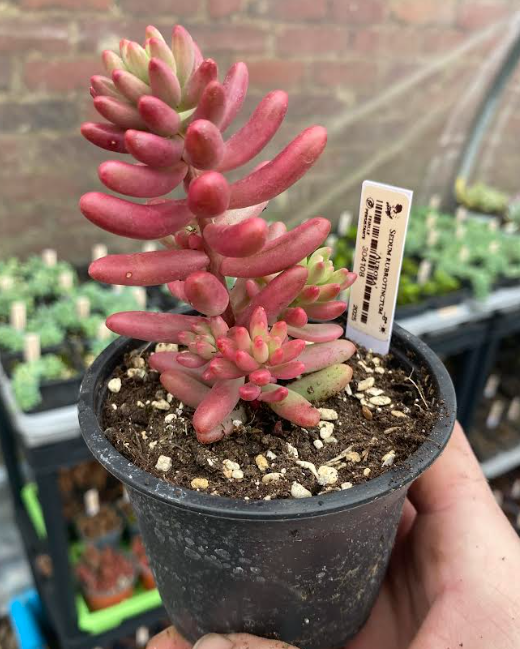 Sedum rubrotinctum 'Aurora' - Sedum