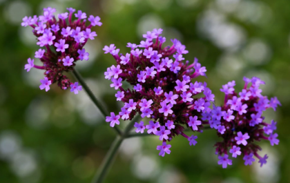 Verbena bonariensis - Verveine de buenos aires