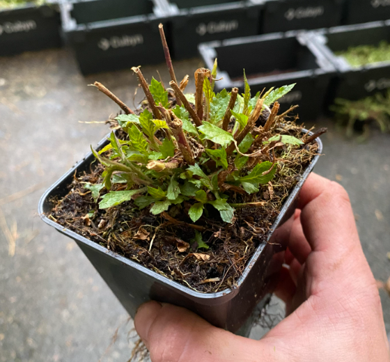 Verbena bonariensis - Verveine de buenos aires