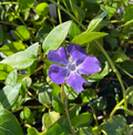 Vinca minor - Pervenche à petite fleurs