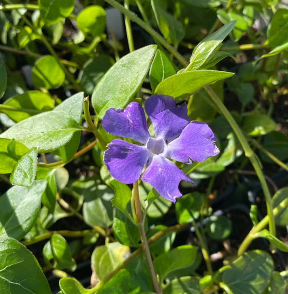 Vinca minor - Pervenche à petite fleurs
