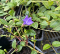 Vinca minor - Pervenche à petite fleurs