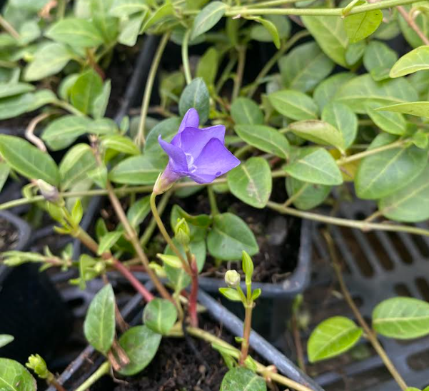 Vinca minor - Pervenche à petite fleurs