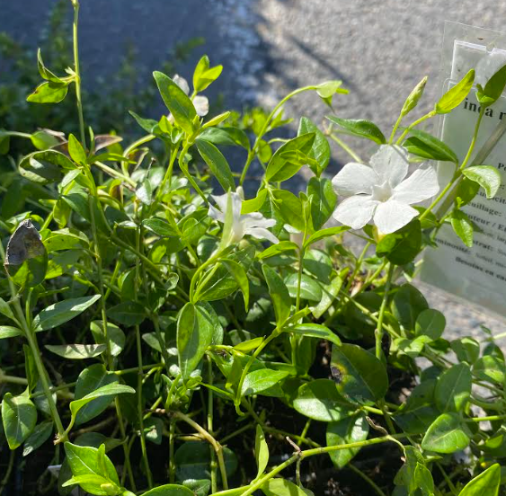 Vinca minor 'Alba' - Pervenche à petite fleurs blanches