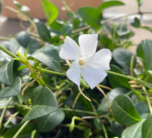 Vinca minor 'Alba' - Pervenche à petite fleurs blanches