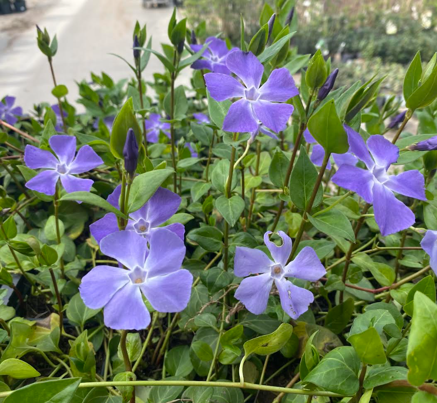 Vinca major - Grande Pervenche