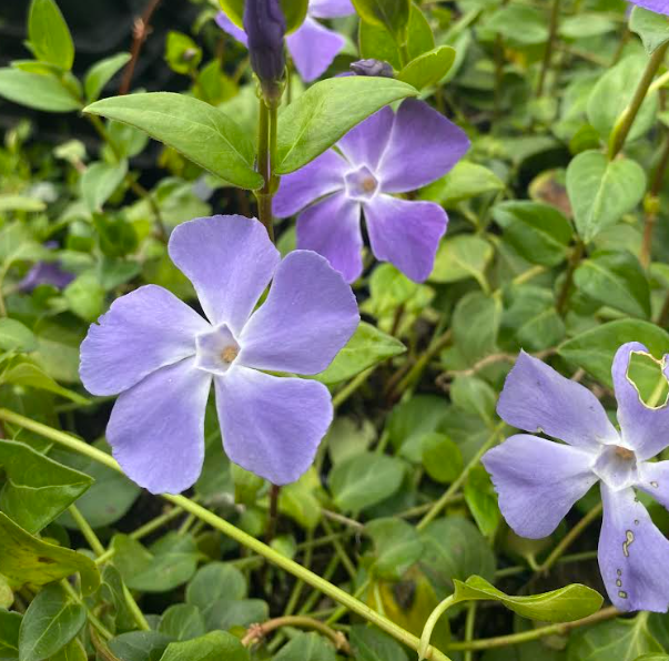 Vinca major - Grande Pervenche