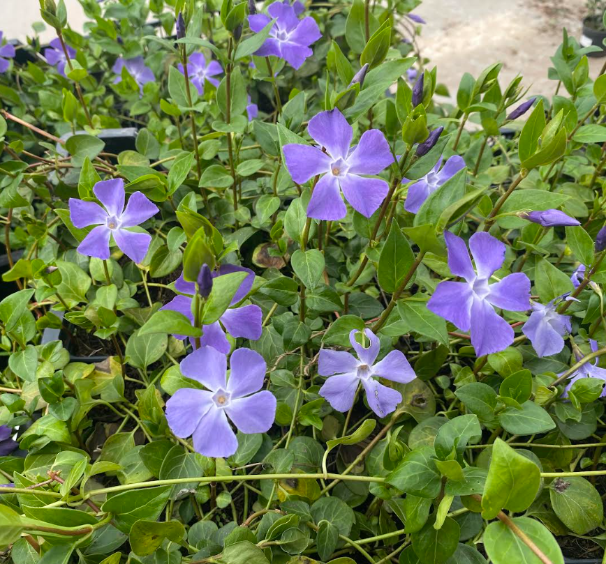Vinca major - Grande Pervenche