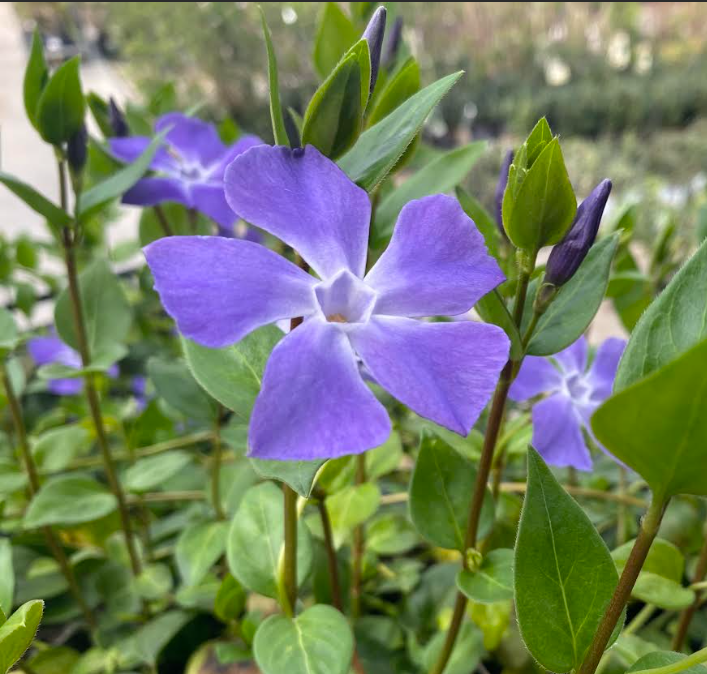 Vinca major - Grande Pervenche
