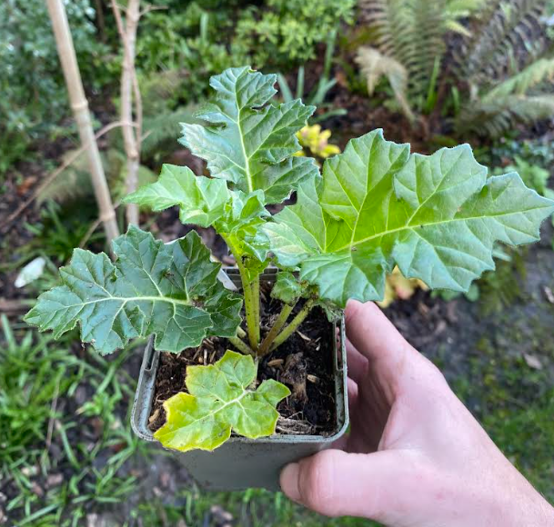 Acanthus mollis - Acanthe molle