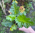 Acanthus mollis - Acanthe molle