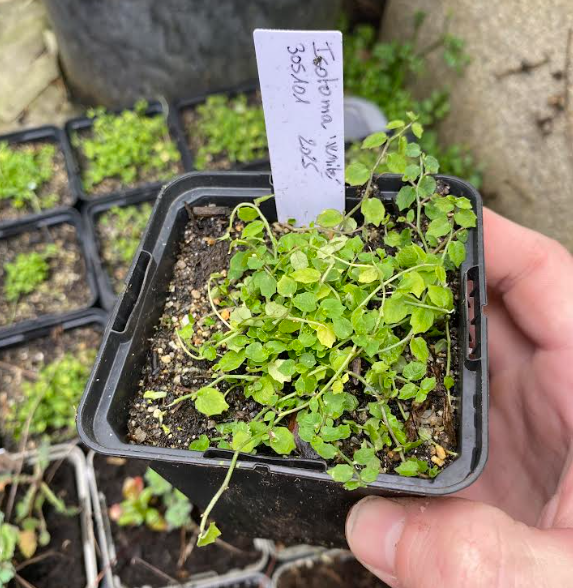 Isotoma axillaris 'White' - Laurensia