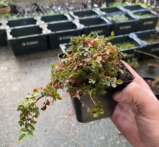 Acaena microphylla - Lampourde à petite feuille