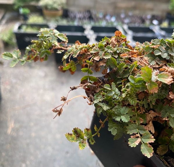 Acaena microphylla - Lampourde à petite feuille