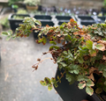Acaena microphylla - Lampourde à petite feuille