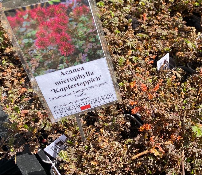 Acaena microphylla 'Kupferteppich' - Lampourde à petite feuille