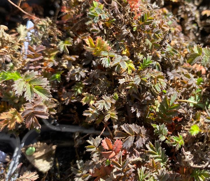 Acaena microphylla 'Kupferteppich' - Lampourde à petite feuille