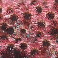 Acaena microphylla 'Kupferteppich' - Lampourde à petite feuille