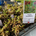 Acaena magellanica - Lampourde de Magellan
