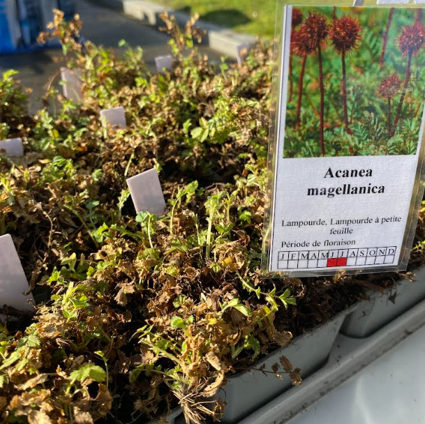 Acaena magellanica - Lampourde de Magellan