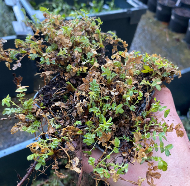 Acaena magellanica - Lampourde de Magellan