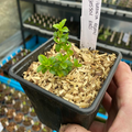 Veronica repens - Véronique rampante