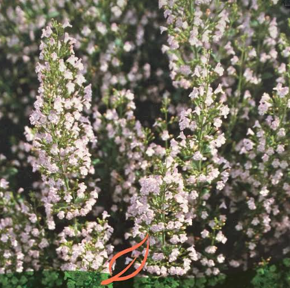 Calamintha nepeta - Calamant népéta