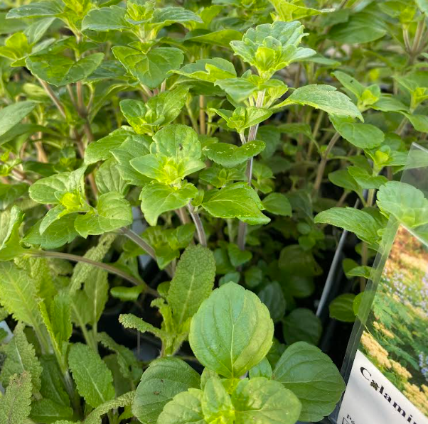 Calamintha nepeta - Calamant népéta