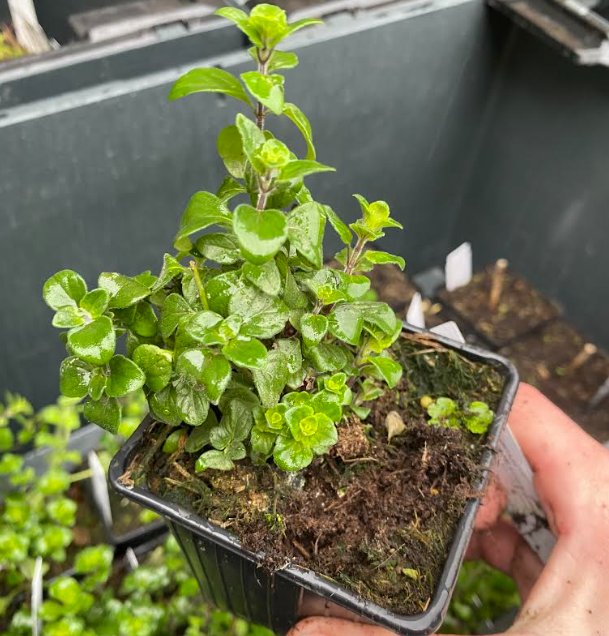 Calamintha nepeta - Calamant népéta