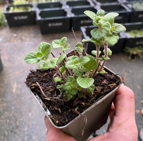 Calamintha nepeta 'Blue Cloud' - Calamant - Menthe des montagnes