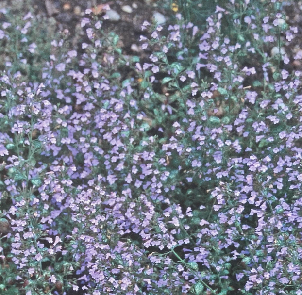 Calamintha nepeta 'Blue Cloud' - Calamant - Menthe des montagnes