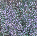 Calamintha nepeta 'Blue Cloud' - Calamant - Menthe des montagnes