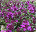 Thymus praecox 'Coccineus' - Thym serpolet 'Coccineus'