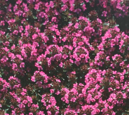 Thymus praecox 'Coccineus' - Thym serpolet 'Coccineus'