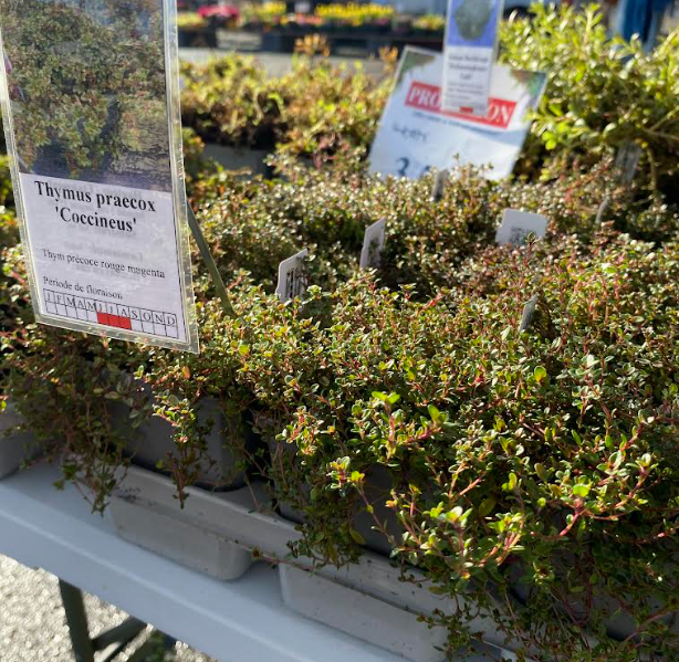 Thymus praecox 'Coccineus' - Thym serpolet 'Coccineus'