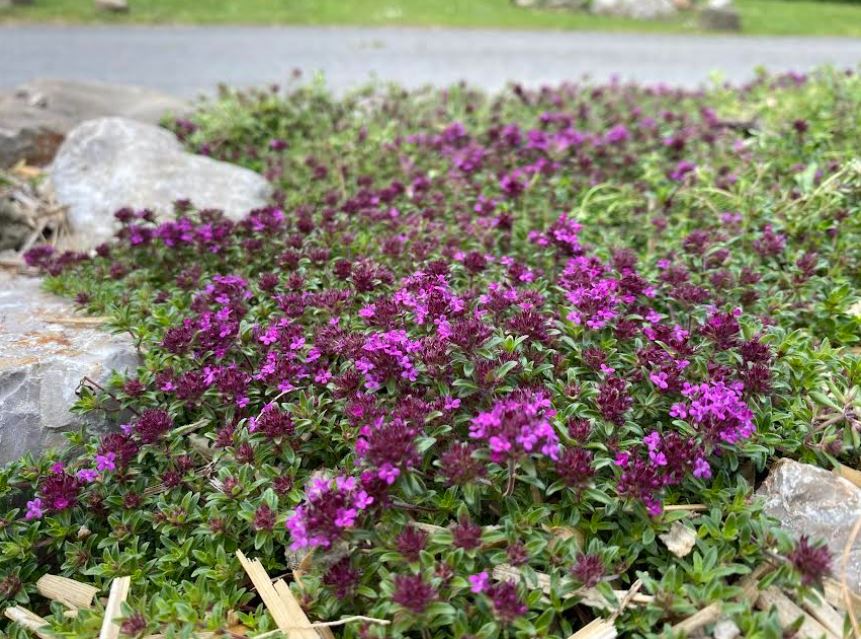 Thymus praecox 'Coccineus' - Thym serpolet 'Coccineus'