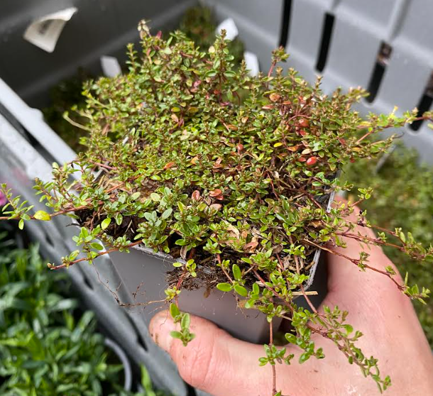 Thymus praecox 'Coccineus' - Thym serpolet 'Coccineus'