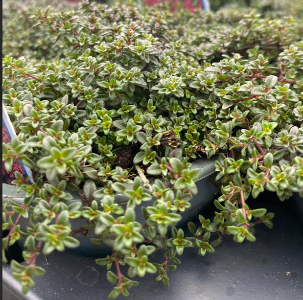 Thymus praecox 'Coccineus' - Thym serpolet 'Coccineus'