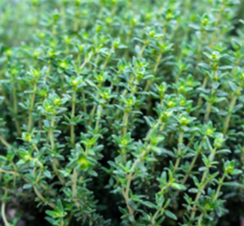 Thymus serpyllum - Thym Serpolet - Thym Sauvage