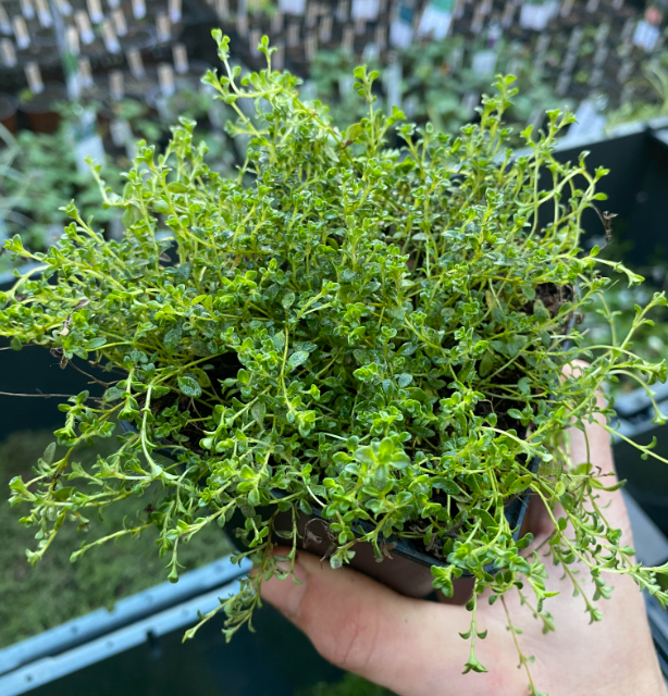 Thymus praecox 'Albiflorus' - Thym serpolet à fleurs blanches
