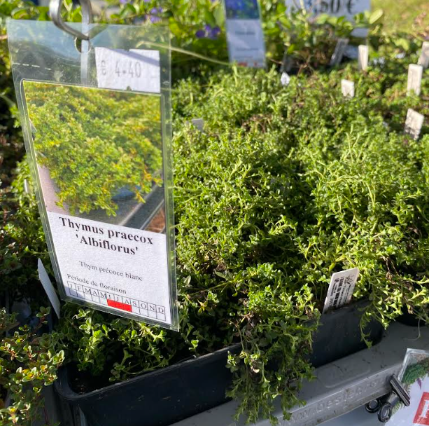 Thymus praecox 'Albiflorus' - Thym serpolet à fleurs blanches