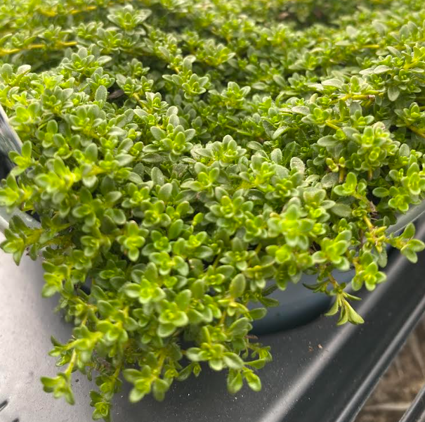 Thymus praecox 'Albiflorus' - Thym serpolet à fleurs blanches