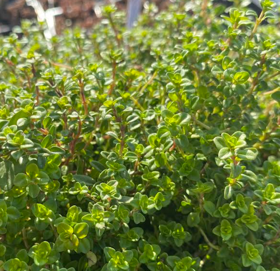 Thymus citriodorus 'Areus' - Thym citron 'Doré'