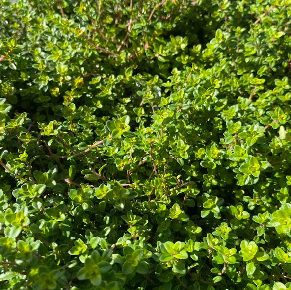 Thymus citriodorus 'Areus' - Thym citron 'Doré'