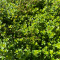 Thymus citriodorus 'Areus' - Thym citron 'Doré'