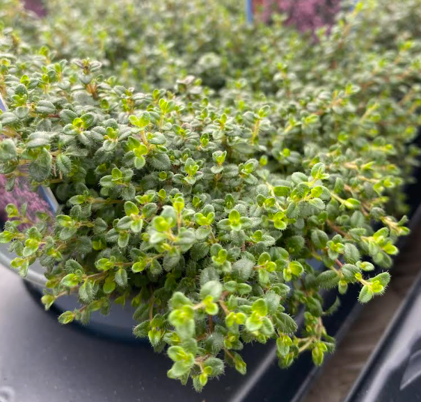 Thymus praecox 'Pink Chintz' - Thym serpolet à fleurs roses
